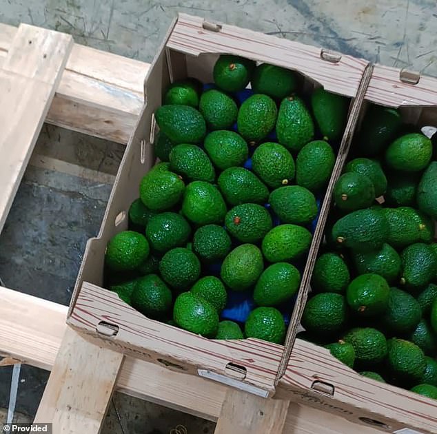Anti-narcotics police were conducting a routine container inspection at a port in Santa Marta, Colombia, on Tuesday when they discovered a massive shipment of cocaine mixed with boxes of avocados headed to Portugal.