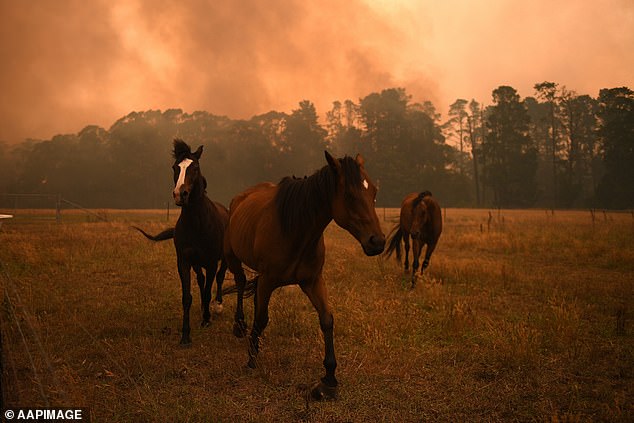 Horses are seen in a paddock as the Gospers Mountain fire burns on a property in Bilpin, New South Wales, on December 21, 2019.