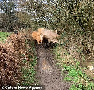 Cows blocking the road caused the group to take evasive action.