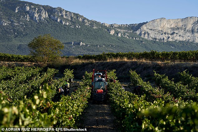 Seasonal workers pick bunches of grapes during the harvest in a vineyard in the area known as Rioja Alavesa, in the town of Laguardia, Basque Country, northern Spain
