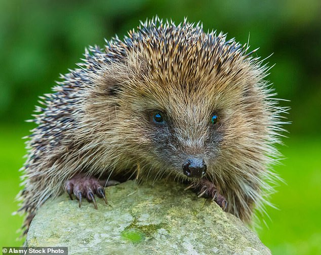 Ms Kotze added that if people see a hedgehog outdoors during the day, they should be taken to a rescue as it is a sign they are distressed (Stock photo).