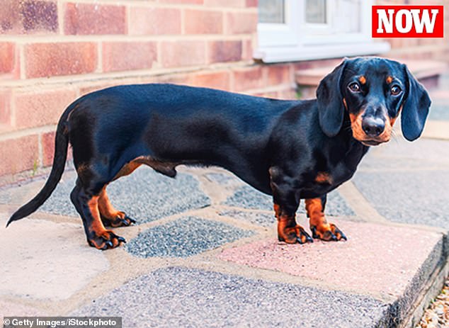 1711555366 487 Is it cruel to buy a sausage dog As Germany