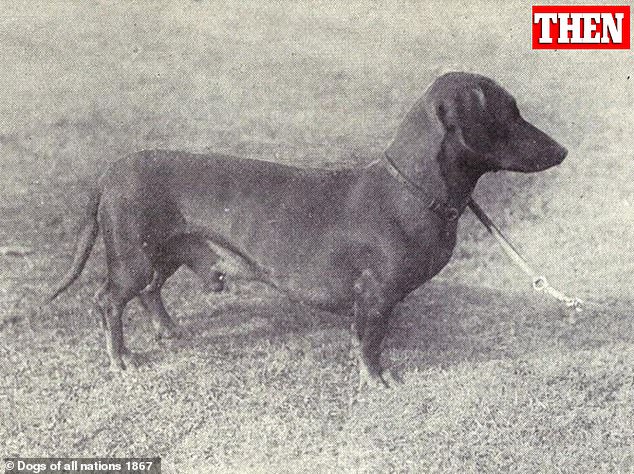 This image shows a dachshund from about 100 years ago.  Dachshunds' bodies have lengthened over time and have stubbier, more arched legs.