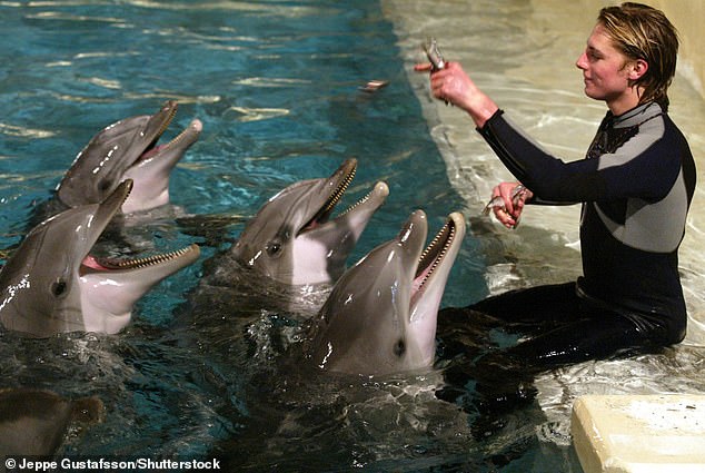 According to the founder of the Swedish animal rights group Animalkind, Daniel Rolke, Nephele was one of two dolphins controversially imported from Germany (File image)