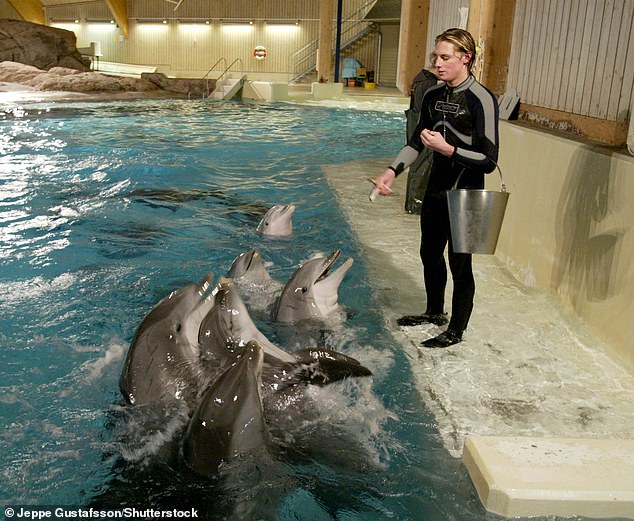 Kolmården Zoo, which charges just 50 krona (£3.81) for its dolphin shows, still has 11 other dolphins in its enclosure, despite promising to close it in 2021 (File image)