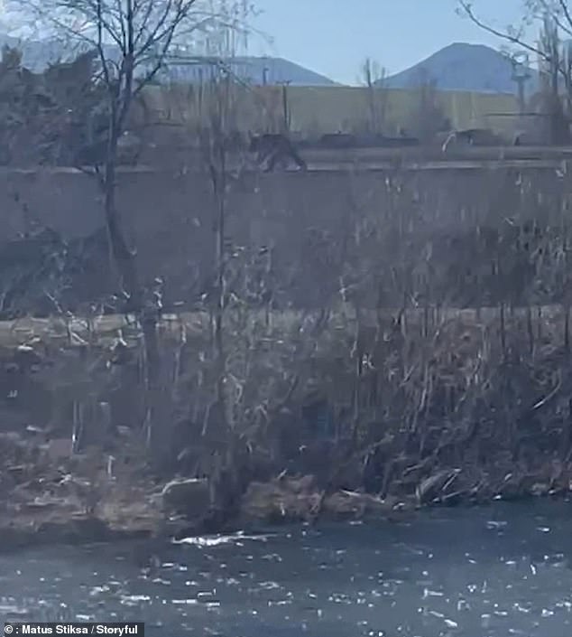 Footage captured as the bear was spotted swimming across the Váh River