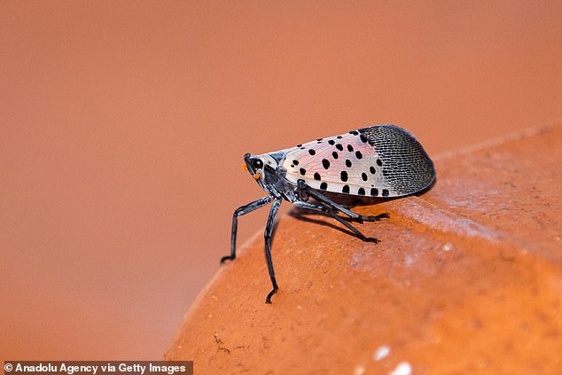 The spotted lanternfly is not a fly, but a species of grasshopper. It can be identified by its distinctive spotted forewings with black veins on the tips.