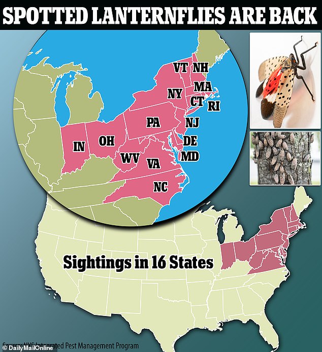 In this 2023 graph, states with sightings included Pennsylvania, Connecticut, Delaware, Indiana, Maryland, Massachusetts, Michigan, New Jersey, New York, North Carolina, Ohio, Rhode Island, Virginia, New Hampshire, Vermont and West Virginia.