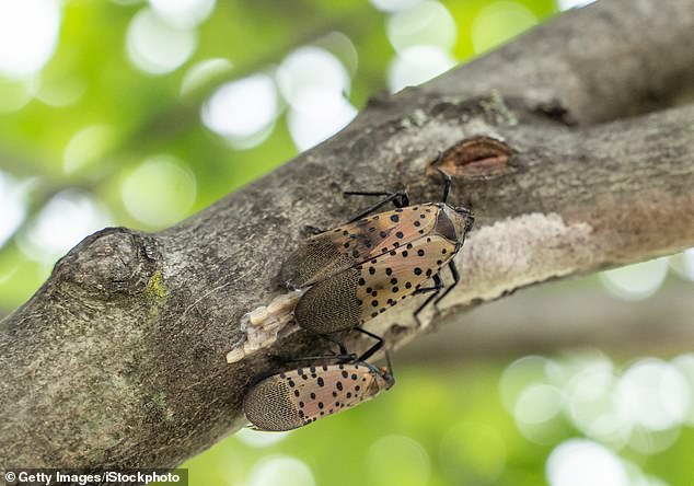 This lanternfly was captured in the act of laying its eggs on a tree branch in Berks County, Pennsylvania.