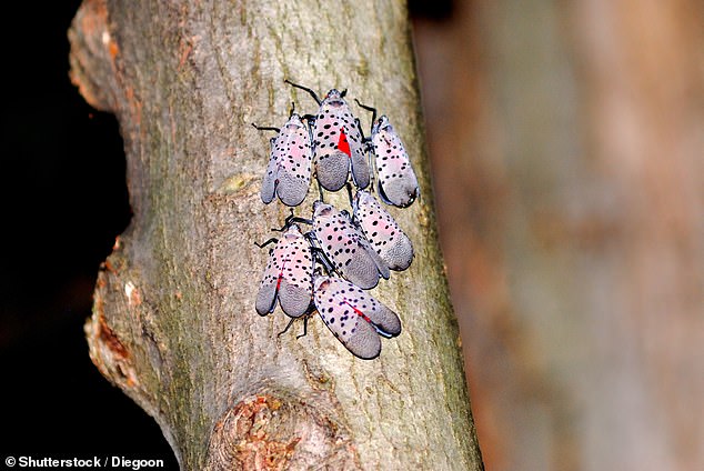 Despite being visually striking, the spotted lanternfly is destructive, chewing on over 100 different ornamental and food plants alike.
