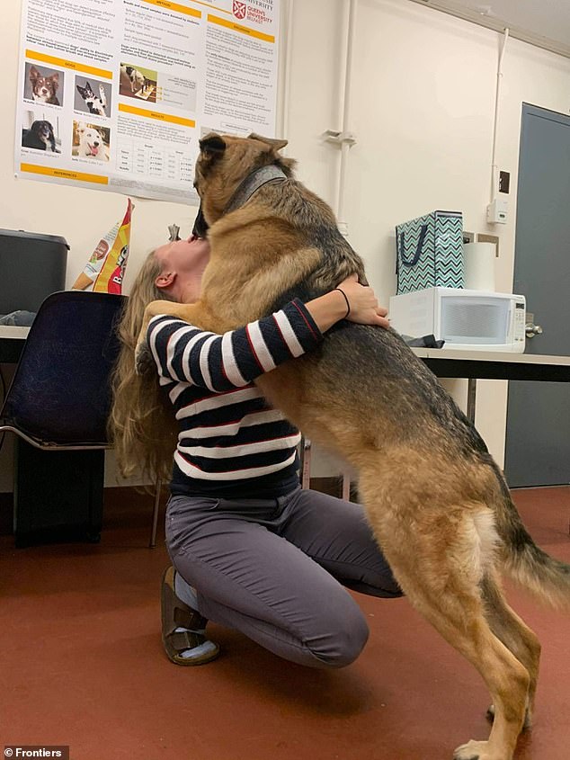 In the future, scientists believe these talented dogs could identify when someone is about to have a frightening flashback. Pictured: Callie, a German Shepherd/Belgian Malinois mix.