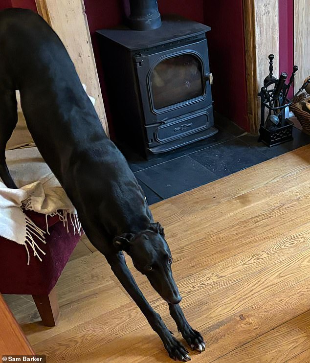 Why the long face?: Pet owners are gloomy about the high cost of treating their beloved animals - including myself for my wonderful greyhound Meg
