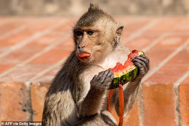 Officers said they were attacked by aggressive macaques in the city of Lopburi, about 90 miles north of the capital, Bangkok, which has become famous for its out-of-control monkey population (pictured: macaque monkey eating watermelon in Lop Buri).