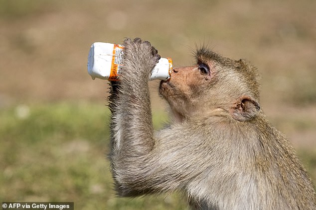 A macaque monkey drinks from a bottle outside the Phra Prang Sam Yod temple during the annual Monkey Buffet Festival in Lopburi province, north of Bangkok, on November 28, 2021.