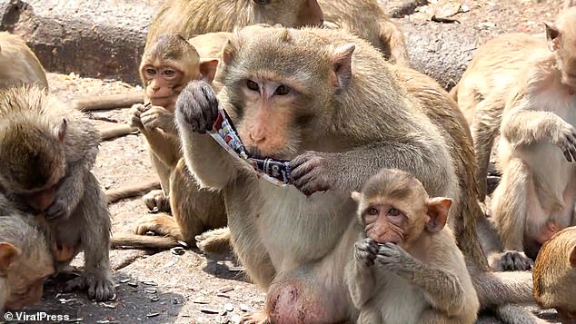 Despite the dangers, locals are keen to keep the monkeys in town as they prove to be a popular draw for tourists from around the world who give them sugary treats.