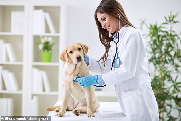Since it is almost impossible to avoid PVC in a contaminated area, Dr. Laura Thorbecke recommends dog owners make sure their dogs are vaccinated.