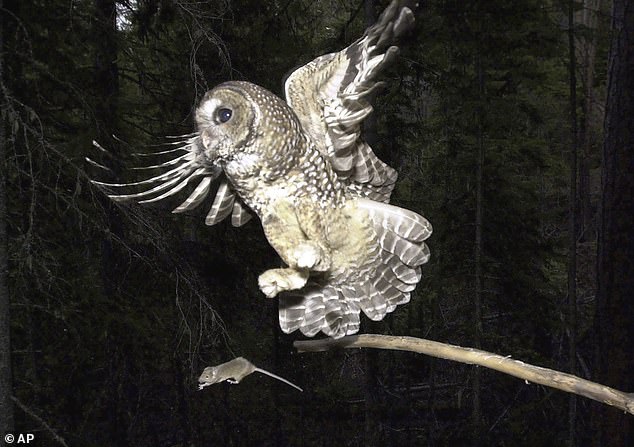 The spotted owl is even more threatened because the barred owl eats much of its food source.
