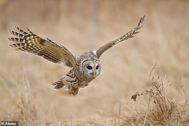 The FWS previously euthanized more than 2,000 barred owls, but studies showed it didn't make much of a difference to the spotted owl population.