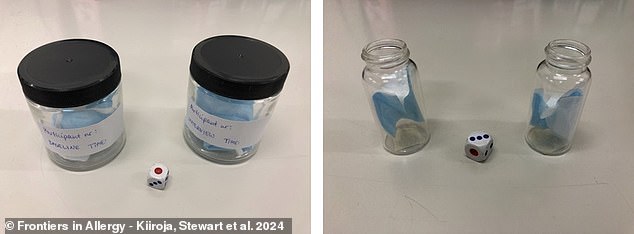 Above, face masks containing relaxed and PTSD-influenced human odors for future testing in glass sample vials (left) and pieces of those masks in glass vials for active testing (right)