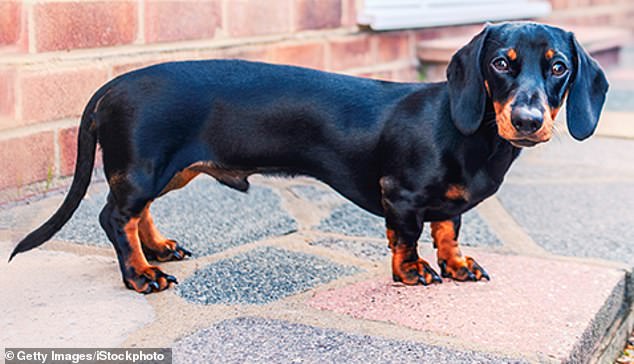 1711718676 250 Sausage dogs are here to stay Germany denies its planning