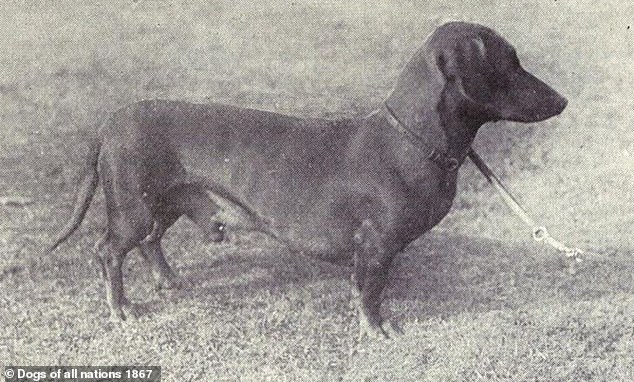 THEN: This image shows a dachshund from about 100 years ago. Dachshunds' bodies have lengthened over time and have stubbier, more arched legs.