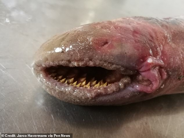 The creature is a sea lamprey, a species known for sucking the blood of its prey; hence the nickname 'vampire fish'