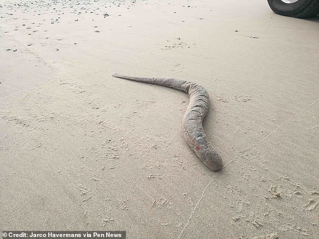 Will Miles, 26, came across the strange creature on the beach near Exmouth Marina in Devon while out for a walk after work last week.