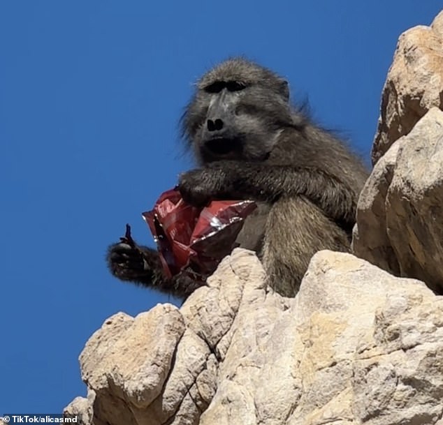 The thief was a cheeky baboon that munched on the runners' food while perched on a rock.