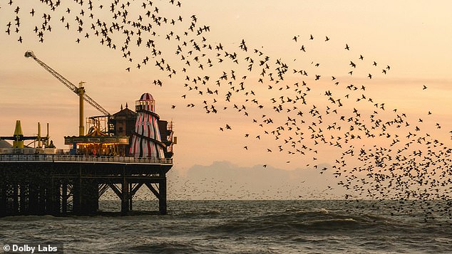 One entry comes from the UK: the famous starling murmuration (pictured above Brighton Pier)