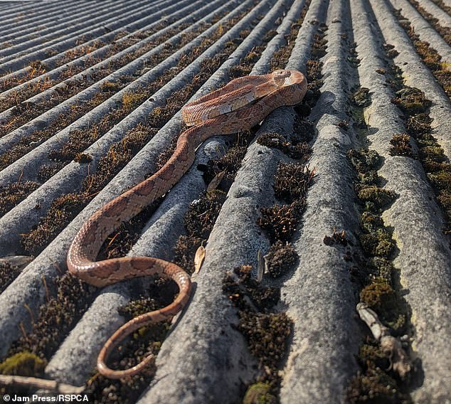 A corn snake that went missing for a year has been reunited with its owner after a crow dropped it in a garden.