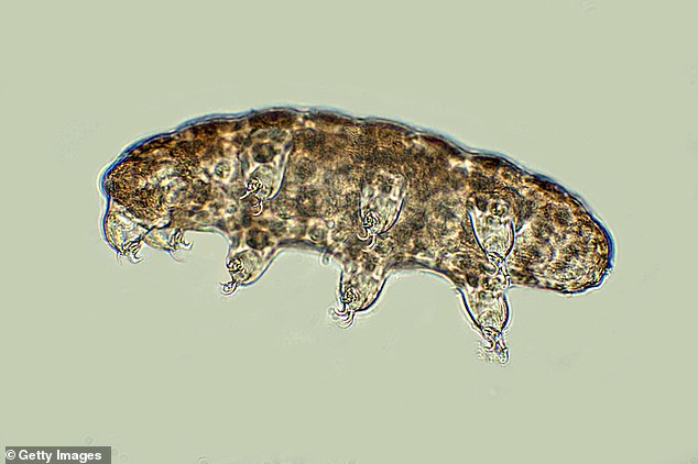 Tardigrades are classified as Extremophiles because they can survive in dry conditions by changing to a desiccated state, in which they can remain for many years.