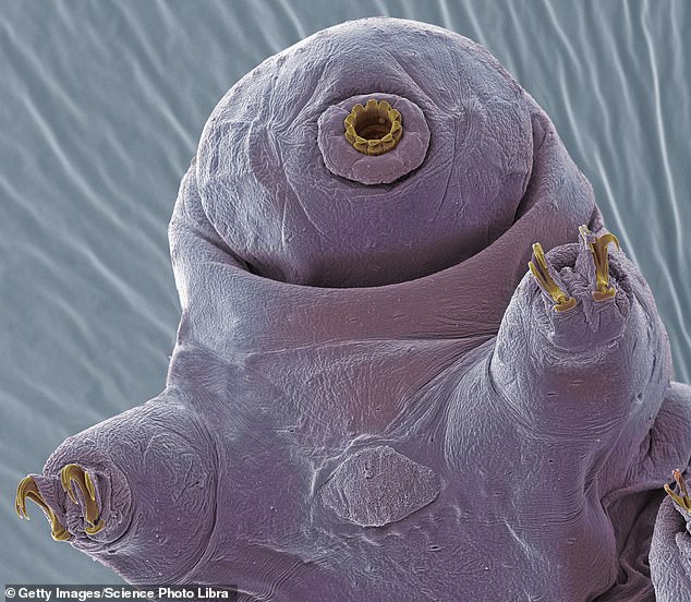 Tardigrades are small, segmented, water-dwelling microanimals with eight legs that live in moist habitats such as mosses or lichens.