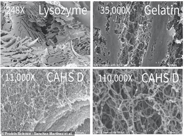 This image compares a protein that does not form gels, lysozyme (top left), with two that do: CAHS D (bottom) and gelatin (top right).  Gelatin, the common ingredient in desserts, has a structure very similar to that of tardigrade CAHS proteins, suggesting its ability to form gels.