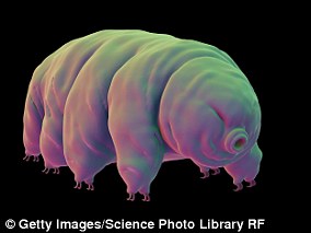 Pictured is an illustration of a tardigrade (water bear). 