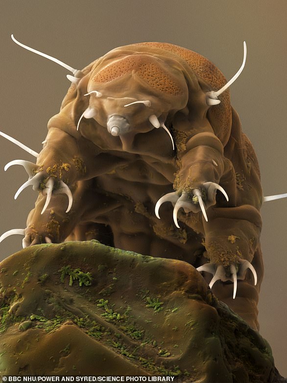 Tardigrades, also known as water bears, are said to be the most indestructible animals in the world.