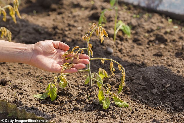 A young woman's hand showing a damaged and unprotected tomato plant after a cold morning in a greenhouse (stock image)