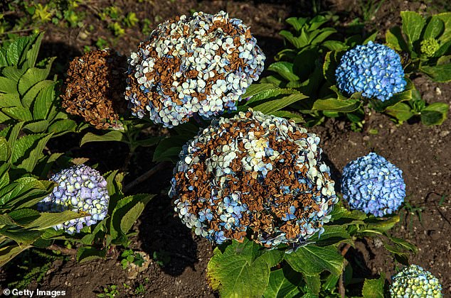 Beautiful blue flowers subject to rot after improper care (stock image)