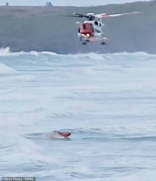 A crew member saw the dog in distress, but his position was too dangerous for lifeboat crews to reach him.