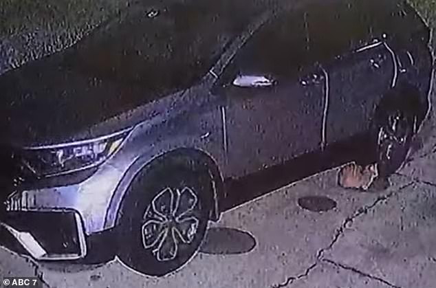 The pair of pit bulls apparently have no owners and were filmed destroying the homeowner's car in an attempt to hunt down a neighbor's cat, seen here seconds earlier.