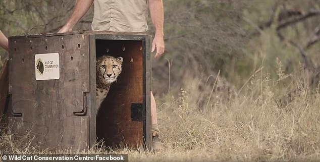 The conservation center shared a statement on social media following Edie's release, which said the goal now is for more cheetahs to follow in her footsteps.