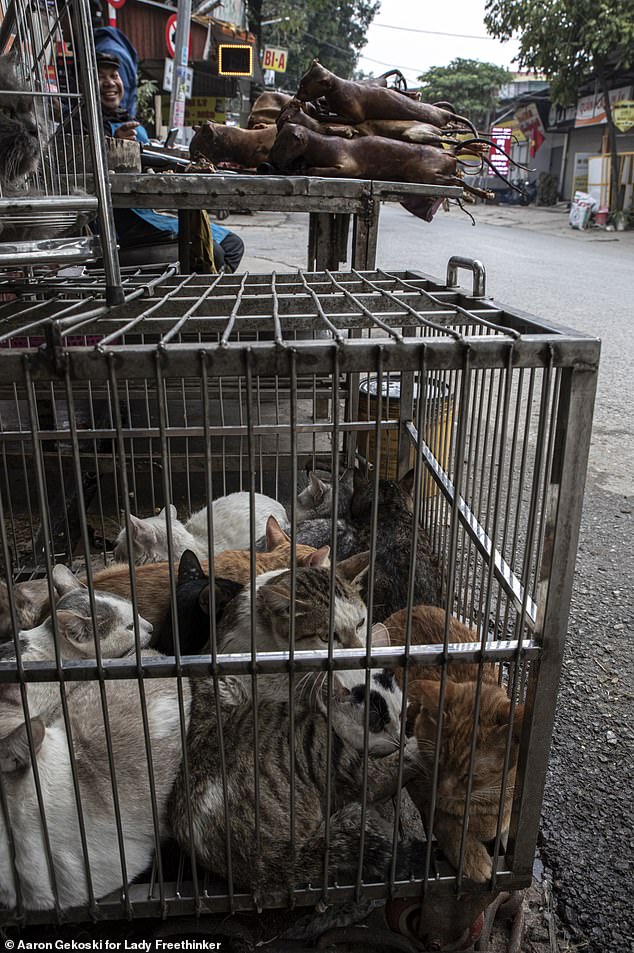 Many of the kittens and puppies seen crammed into cages were still wearing collars, suggesting they were stolen pets.