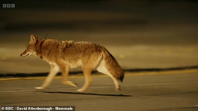 In the photo: The coyote wandering the streets in search of something to eat.