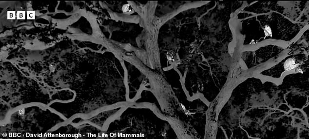 As the sun sets, the camera switches to night vision for the rest of the episode and is able to make out the yellow baboons as white specks in the pitch black, replicating the big cat's excellent eyesight in the dark.