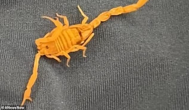 A California man claims SCORPION bit his testicles while he