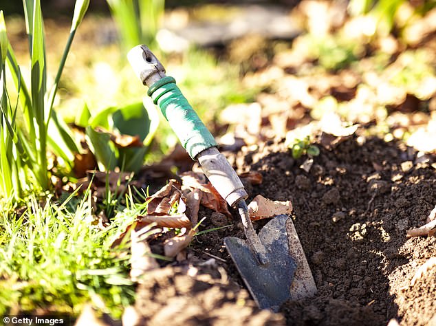 As gardening enthusiasts prepare to cultivate their plots, it is essential to understand how to nourish and prepare the soil for optimal plant growth (Photo: Getty)