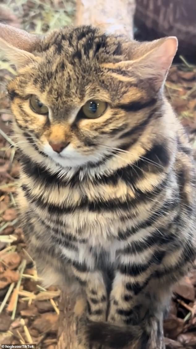 Adorable black-footed African cat Gaia poses in cute new videos released by her new Utah zoo home