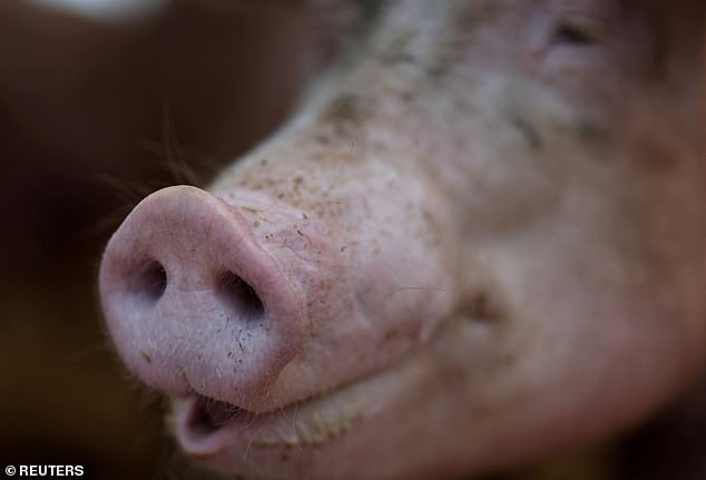 People can get swine flu through direct contact with infected pigs, and the strains that infect humans are usually mixtures of avian, swine, and human flu viruses.