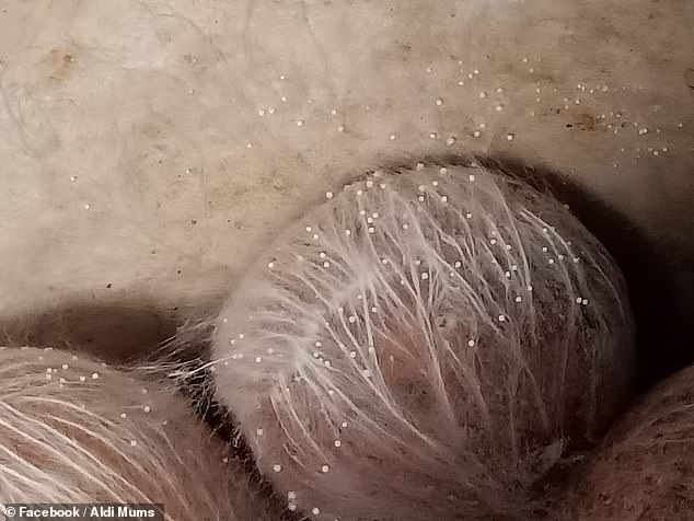 Hundreds of people couldn't help but notice how much the image looked like a man's genitals.