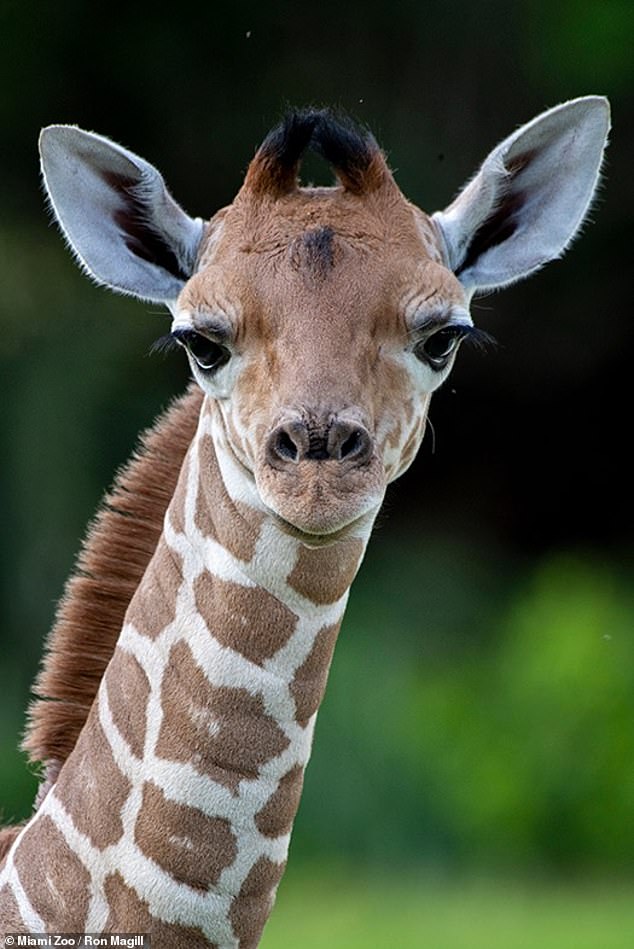 Saba the giraffe was just three months old when she was found dead by Zoo Miami staff Saturday morning.