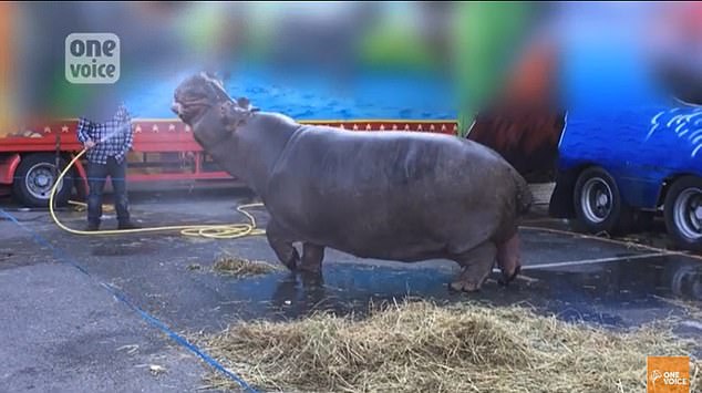 Campaigners want the hippo moved to a sanctuary, but the Muller family circus denies mistreating Jumbo and wants the retired performer to stay with them.